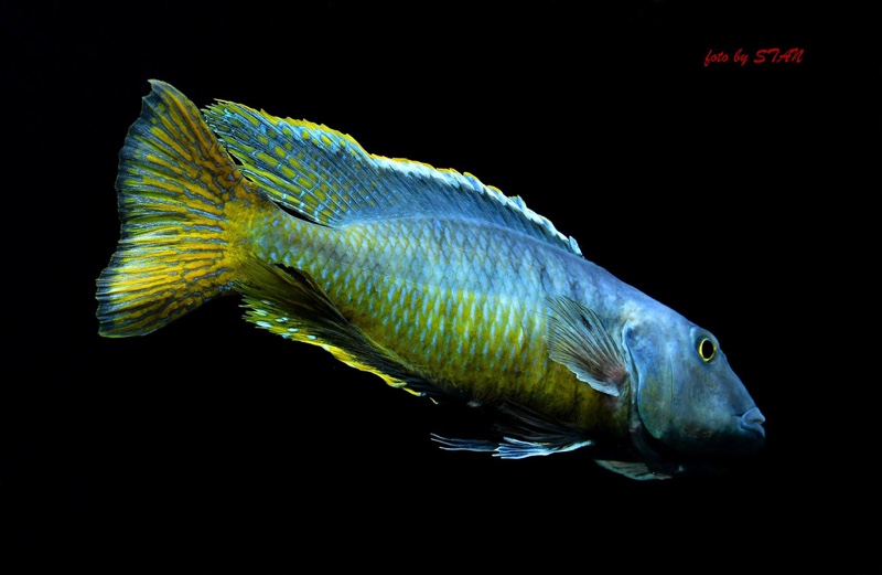 Taeniochromis holotaenia